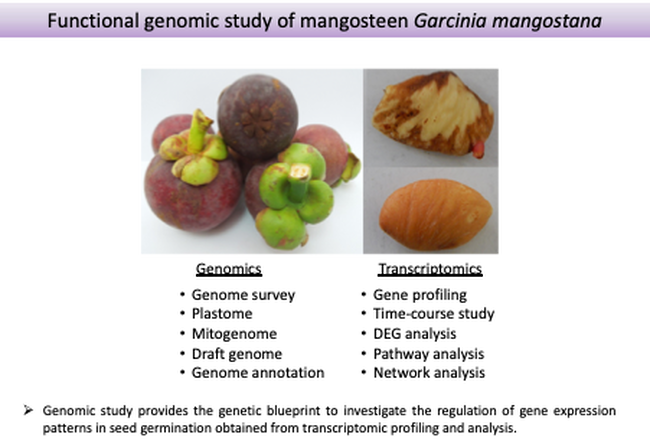 Overview of mangosteen functional genomics